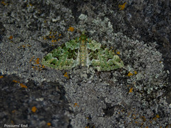 Pasiphila melochlora
