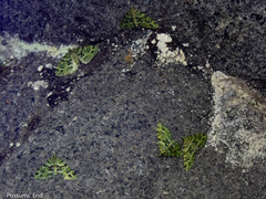 Pasiphila melochlora