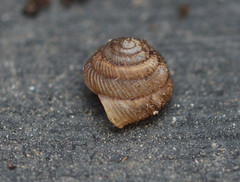 Strobilops texasianus