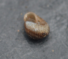 Strobilops texasianus