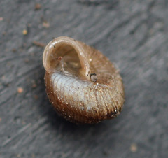 Strobilops texasianus