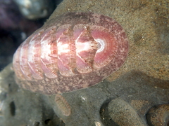 Stenoplax fallax