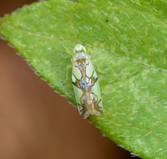 Protalebrella conica