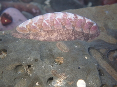 Stenoplax fallax