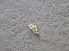 Dichocrocis sabatalis