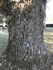 Liriodendron tulipifera