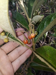 Solanum subumbellatum
