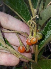Solanum subumbellatum