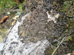 Collema leucocarpum