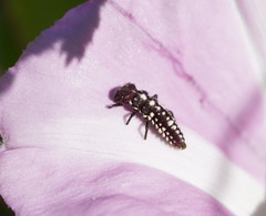 Micraspis flavovittata