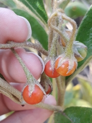 Solanum subumbellatum