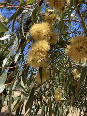 Eucalyptus macrandra
