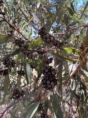 Eucalyptus macrandra