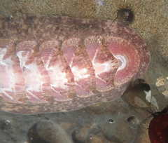 Stenoplax fallax