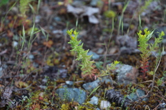 Sedum stenopetalum