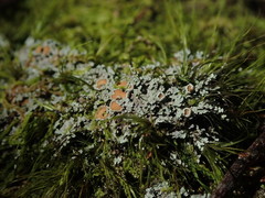 Psoroma asperellum