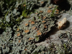 Psoroma asperellum