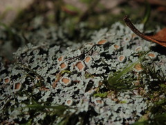 Psoroma asperellum