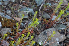 Sedum stenopetalum