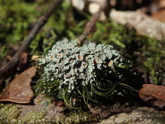 Psoroma asperellum