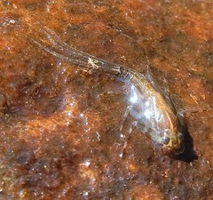 Stenacron interpunctatum interpunctatum