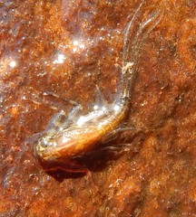 Stenacron interpunctatum interpunctatum