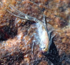 Stenacron interpunctatum interpunctatum