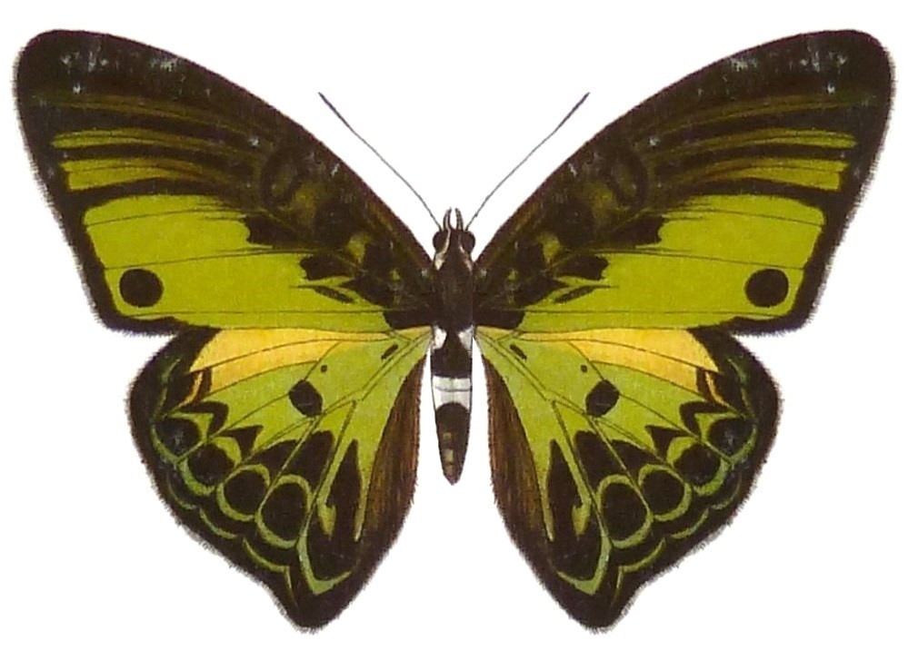 Euryphaedra thauma