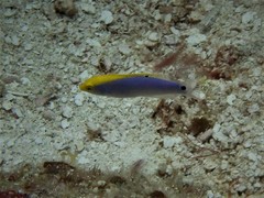 Yellowcheek Wrasse photo 3