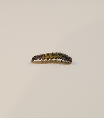 Uresiphita maorialis