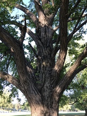 Ginkgo biloba
