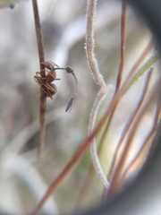 Ophiocordyceps camponoti-floridani