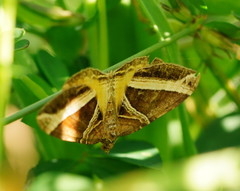 Chrysolarentia conifasciata
