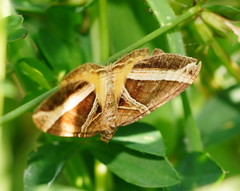 Chrysolarentia conifasciata