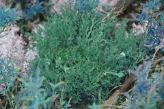 Cladonia multiformis