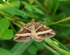 Chrysolarentia conifasciata