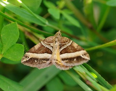 Chrysolarentia conifasciata