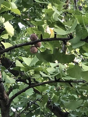 Ginkgo biloba