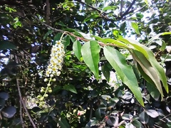 Prunus serotina capuli