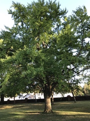 Ginkgo biloba