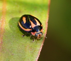 Micraspis flavovittata