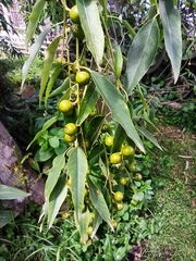 Prunus serotina capuli