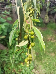Prunus serotina capuli