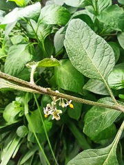 Solanum nigrescens