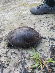 Cuora amboinensis kamaroma