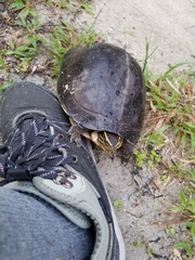 Cuora amboinensis kamaroma