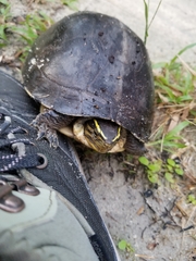 Cuora amboinensis kamaroma