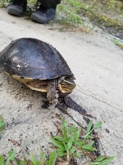 Cuora amboinensis kamaroma