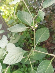 Solanum nigrescens
