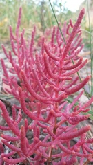 Salicornia rubra